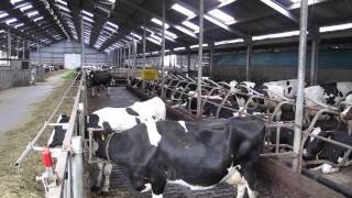 Dutch dairy farming [upl. by Amberly]