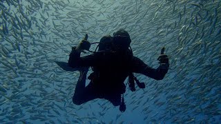 Bait Ball  Bachelors Beach Bonaire [upl. by Yrrehs]