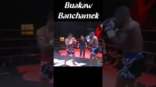 Buakaw Banchamek DESTROYS Opponents in Epic Highlight Reel shorts [upl. by Kellina]