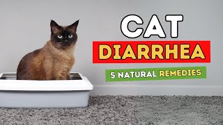 5 Remedies for Cat Diarrhea [upl. by Takeshi]