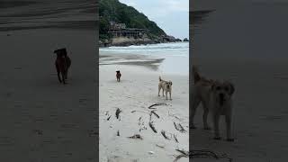 Haad rin beachs puppies in Koh Phangan [upl. by Raynah]