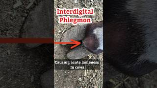 “Why this sudden swelling and pain in cattle feetinterdigital phlegmon [upl. by Atnohsal831]