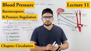 Blood pressure And its Regulation  Chapter Circulation Video 11 [upl. by Danette]