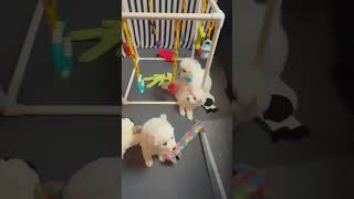 The Puppy Gymboree ❤️ americaneskimopuppies furbabies puppies toocute fluffypuppies eskies [upl. by Ycnej]