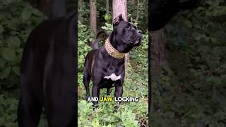 Cane Corso Vs Akita Inu  Whos gonna win 🤯 [upl. by Elehcar]