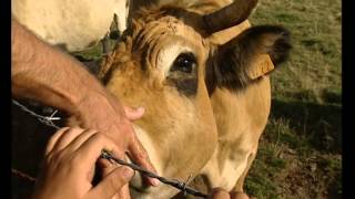 Grandeur Nature  La vache Aubrac  Documentaire animalier [upl. by Anahsar]