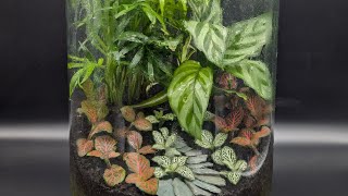 Relax with terrariums  part 1 [upl. by Yurt]