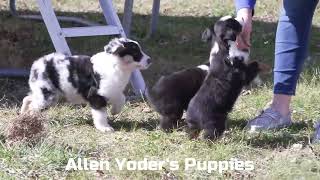 Allen Yoders Australian Shepherd Puppies [upl. by Faso]