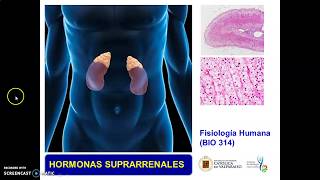 Clase Hormonas Suprarrenales parte I [upl. by Heman]