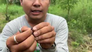 งูดิน Blind snake [upl. by Llerred700]