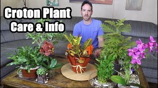 Croton Plant Care amp Info Codiaeum variegatum [upl. by Arhsub]