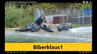 Kegelrobben fütterung im Zoo Augsburg [upl. by Averi]