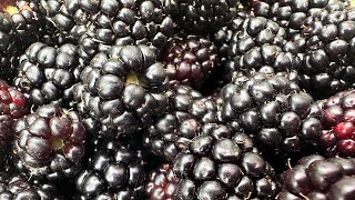 Ponca Blackberry Harvest  Year 2 May 21 2024 [upl. by Amby]