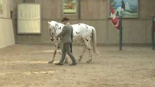 Video Bent Branderup Akademische Reitkunst  wwwBodenarbeitOnlinede [upl. by Burgwell196]