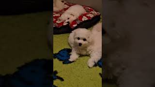 Little bichons😍 kennelbrightstardog bichonkp puppybichon smallbichons бишонфризе щенокбишон [upl. by Shelman]