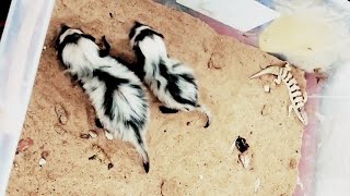 صغار الظربان السفش تلعب مع ذكر السقنقور Baby skunks playing with male skinks [upl. by Einalam]