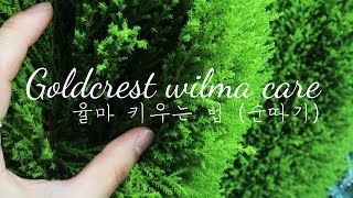 율마 키우는 법 가지치기  갈변 없이 순따기  Goldcrest wilma care [upl. by Ojyllek]