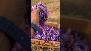 Saffron one of the costlier crop in in full bloom  kashmir saffron valley cash crop farming [upl. by Randolph]