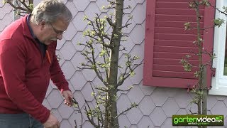 Wie schneide ich einen älteren Malini Apfelbaum Säulenapfelbaum [upl. by Aynas328]