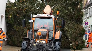 Oh Tannenbaum Der Weihnachtsbaum vom Garten bis zum Marktplatz 2024 [upl. by Gnanmos]