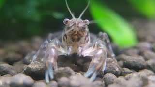 Dwarf Crayfish Compilation [upl. by Megan]