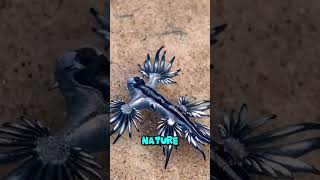 The Blue Dragon Natures Tiny Venom Thief 🐉 oceanlife bluedragon animals [upl. by Nadiya]