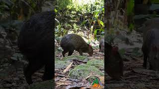 Wild big rat bls odisha wildlife [upl. by Jotham]