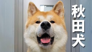 AKITA INU  Japanese Dog Living In Germany  A Day In The Life Of Yuki  秋田犬 [upl. by Ilajna]