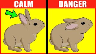 Rabbit Body Language Explained [upl. by Ellivnarg]