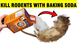 How To Kill Mice amp Rats RODENTS with Baking Soda [upl. by Annawik]