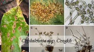 Cephaleuros virescens pada Cengkeh  Penyakit Karat daun [upl. by Fraser]