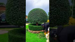 This guy cut the grass PT3 shorts youtubeshorts shortsfeed viralvideo viralshort [upl. by Conner536]