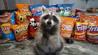 Raccoon Tries Most Popular Chips to see Which Chip is the Best [upl. by Hime763]