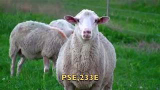 Breeding Rams 2018 [upl. by Maleki339]