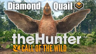 Diamond Bobwhite Quail  theHunter Call of the wild 2022 [upl. by Edorej]