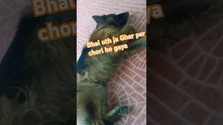 cutedog bhai uth ja Ghar per chori ho gaya funnyvideo [upl. by Harlan754]