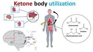 ketone body utilization and ketolysis [upl. by Akema]