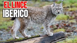 Lince Ibérico ▶Documental◀ [upl. by Higginson]