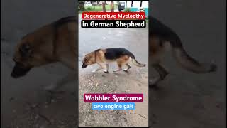 Wobbler Syndrome in dogsDegenerative myelopathy in the German Shepherd dog [upl. by Duj545]