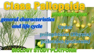 biology  Pteridophytes  Class psilopsida Order psilophtales Rhynia amp psilotales psilotum [upl. by Reseda687]