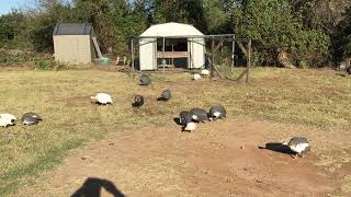 Peahen Demic Pea Fowl Guinea Fowl and Guinea Fowl Keets [upl. by Appolonia]