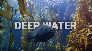 Deeply Restful Kelp Forest  Underwater sounds and beautiful visuals  fish and sharks [upl. by Matt]