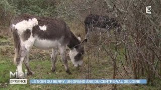 ANIMAUX  Le Noir du Berry un grand âne du CentreVal de Loire [upl. by Llennol920]