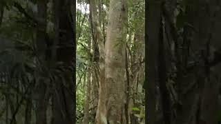 SARAGUATO en las selva de México [upl. by Herzberg]