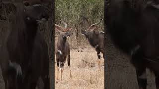 Exceptional Nyala Bulls Antelope Specimens trending nature antelopes subscribe wildlife [upl. by Anaher315]