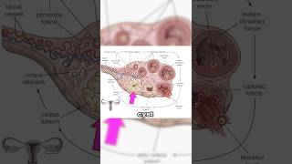 Luteal Phase  Menstruation Series Part 4 drrich womenshealth lutealphase menstrualcycle [upl. by Travis]