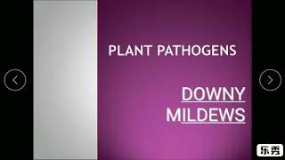 Downy Mildew  Grape plant  Plant pathogens [upl. by Hamilton]