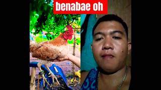 ang popogi ng hennie rooster chicken music [upl. by Gweneth321]