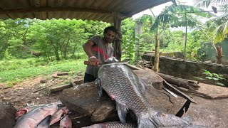 උඩවලවේ වැව් මාළු 😲 🐟 islandfishing Amazing Big Fish Cutting  SRI LANKA [upl. by Yahsan23]