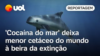 Cocaína do mar deixa menor cetáceo do mundo à beira da extinção [upl. by Atnom708]